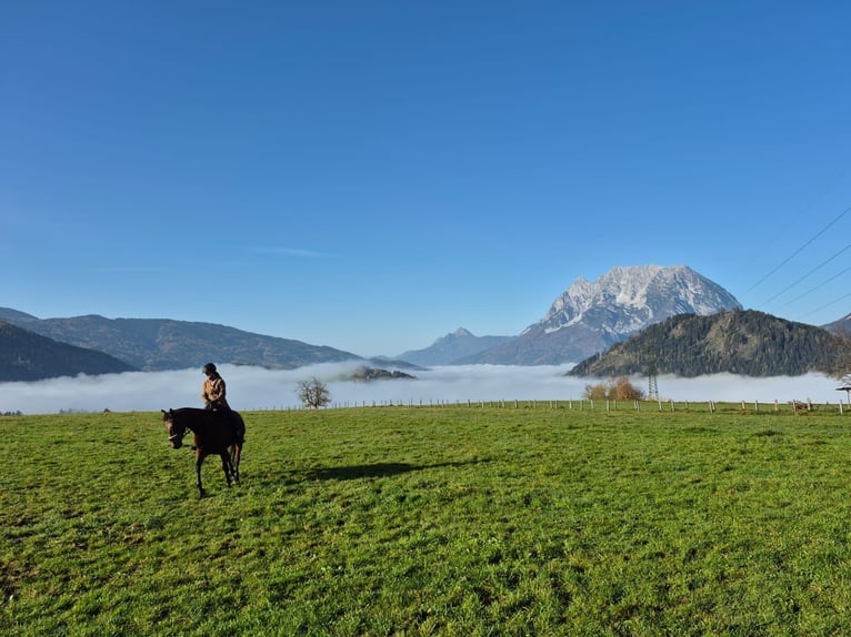 Oldenburger Stute 12 Jahre 161 cm Brauner in Aigen im Ennstal