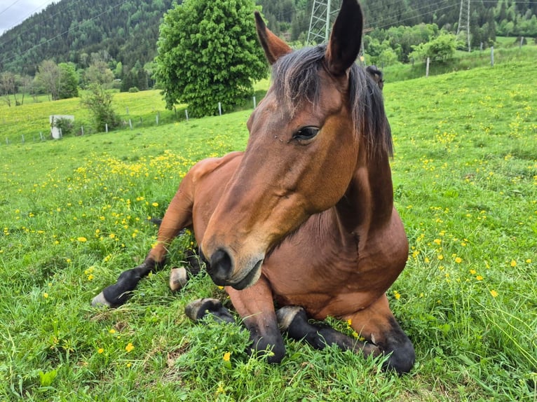 Oldenburger Stute 12 Jahre 161 cm Brauner in Aigen im Ennstal