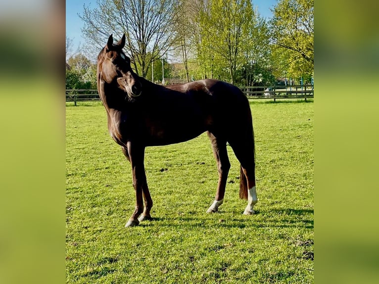 Oldenburger Stute 12 Jahre 162 cm Dunkelfuchs in Vechta