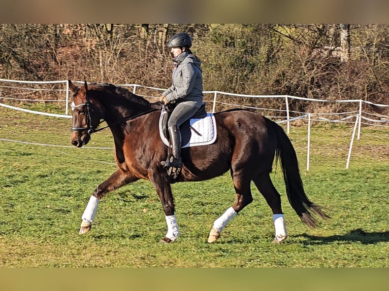 Oldenburger Stute 12 Jahre 162 cm Dunkelfuchs in Immenreuth