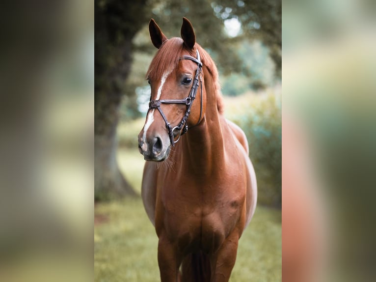 Oldenburger Stute 12 Jahre 163 cm Fuchs in Meppen