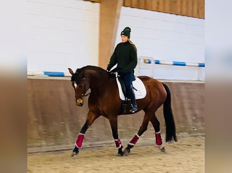 Oldenburger Stute 12 Jahre 164 cm Brauner in G&#xF6;denstorf