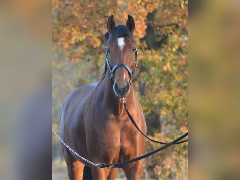 Oldenburger Stute 12 Jahre 164 cm Brauner in G&#xF6;denstorf