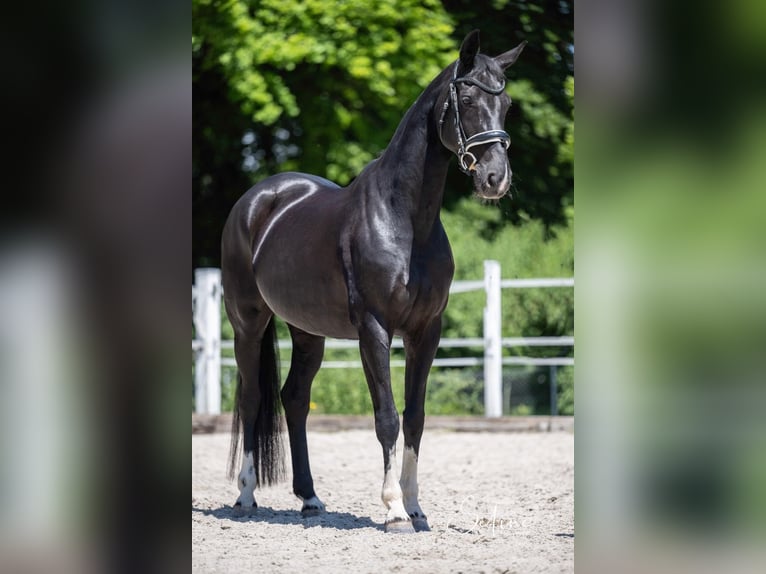 Oldenburger Stute 12 Jahre 164 cm Rappe in Dompierre