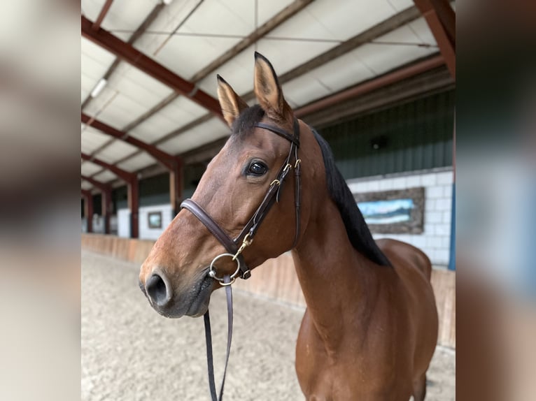 Oldenburger Stute 12 Jahre 165 cm Brauner in Oud Gastel