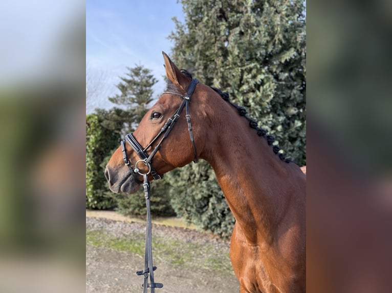Oldenburger Stute 12 Jahre 165 cm Brauner in Oud Gastel