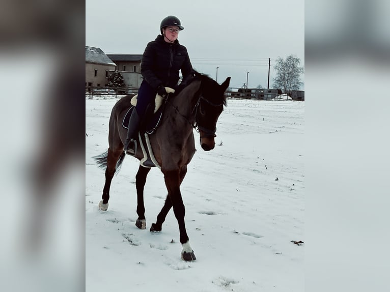 Oldenburger Stute 12 Jahre 165 cm Brauner in Grimma