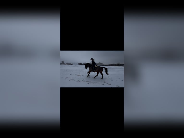 Oldenburger Stute 12 Jahre 165 cm Brauner in Grimma