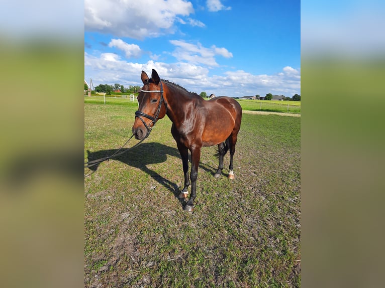 Oldenburger Stute 12 Jahre 165 cm Brauner in Südbrookmerland Victorbur