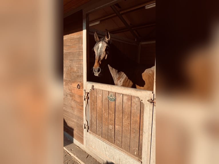 Oldenburger Stute 12 Jahre 165 cm Brauner in Hardegsen