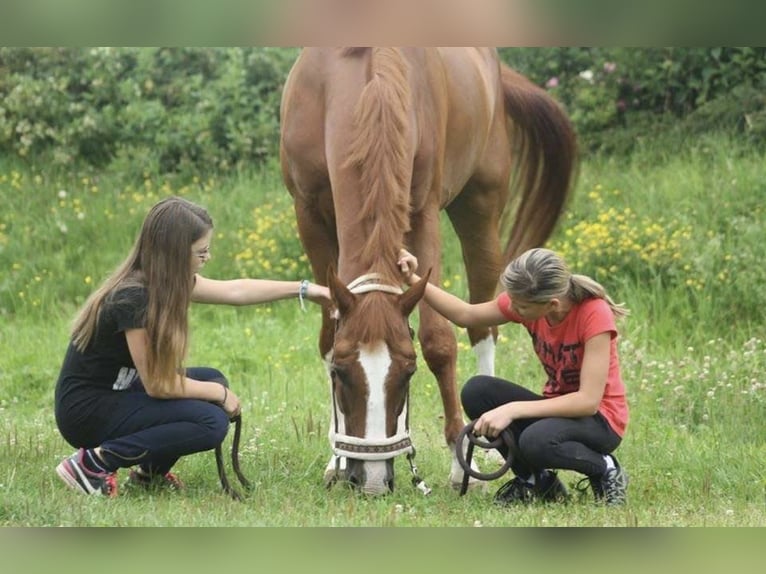Oldenburger Stute 12 Jahre 165 cm Dunkelbrauner in Pelmberg