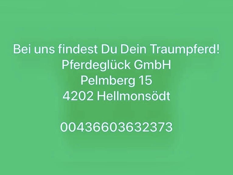 Oldenburger Stute 12 Jahre 165 cm Dunkelbrauner in Pelmberg