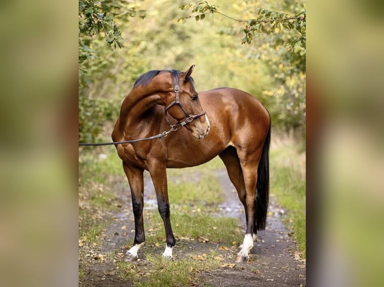 Oldenburger Stute 12 Jahre 165 cm Dunkelbrauner in Pelmberg