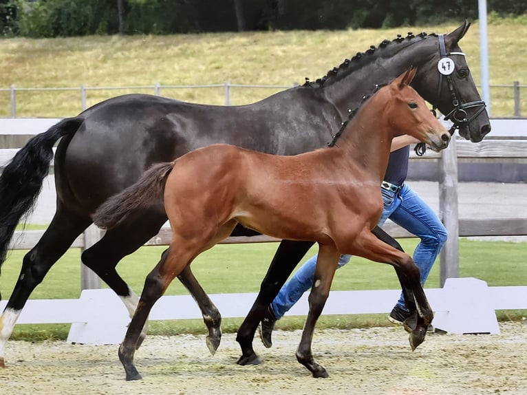 Oldenburger Stute 12 Jahre 165 cm Rappe in Syke