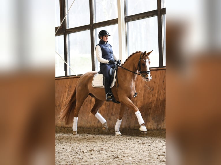 Oldenburger Stute 12 Jahre 166 cm Fuchs in Bonefeld