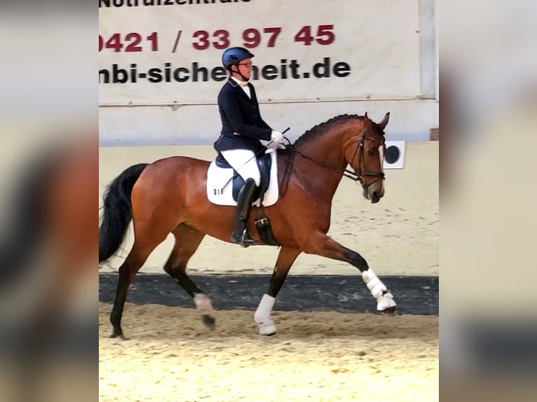 Oldenburger Stute 12 Jahre 167 cm Brauner in Butjadingen