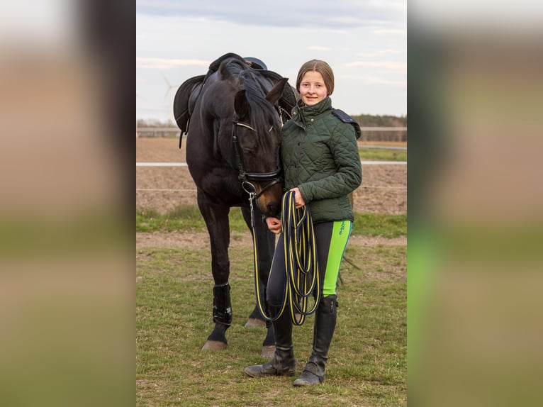 Oldenburger Stute 12 Jahre 167 cm Schwarzbrauner in Bergen