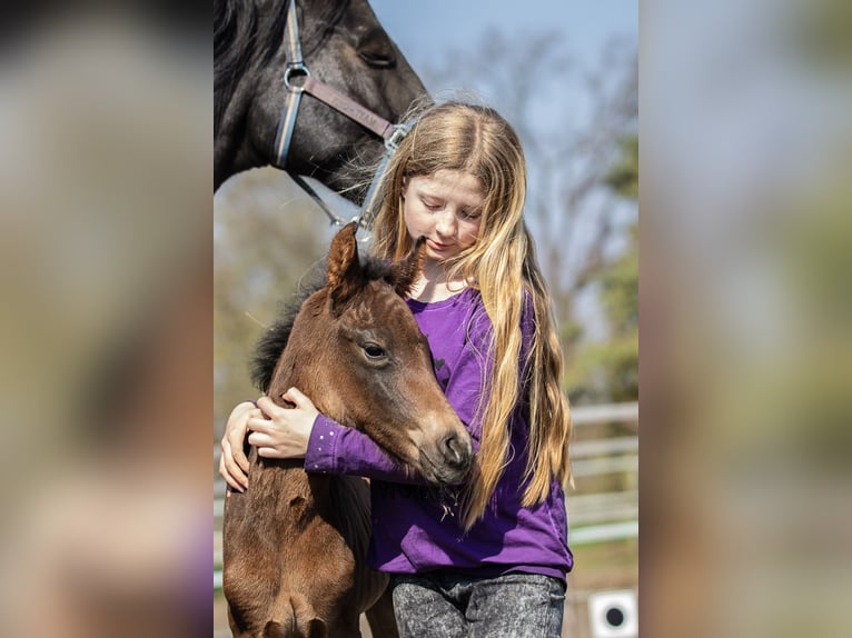 Oldenburger Stute 12 Jahre 167 cm Schwarzbrauner in Bergen