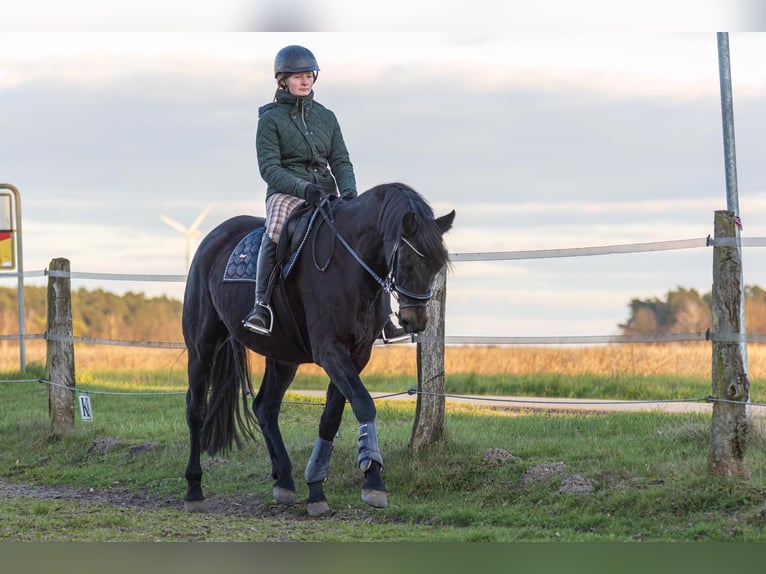 Oldenburger Stute 12 Jahre 167 cm Schwarzbrauner in Bergen