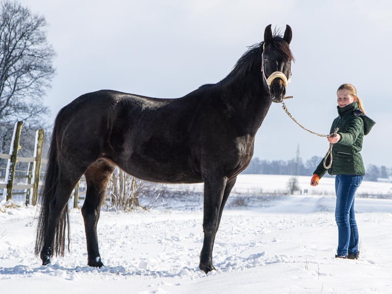 Oldenburger Stute 12 Jahre 167 cm Schwarzbrauner in Bergen