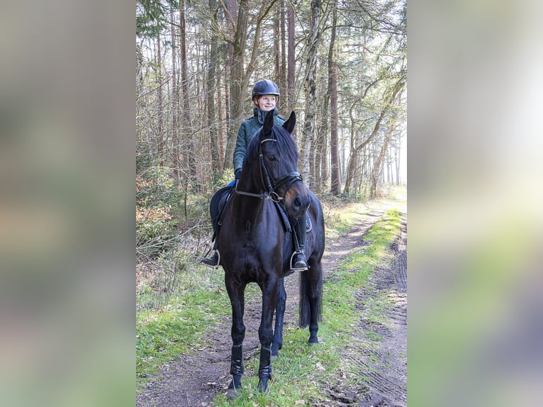 Oldenburger Stute 12 Jahre 167 cm Schwarzbrauner in Bergen