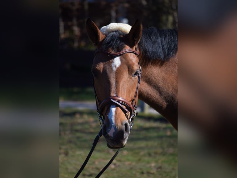 Oldenburger Stute 12 Jahre 168 cm Brauner in Osnabr&#xFC;ck