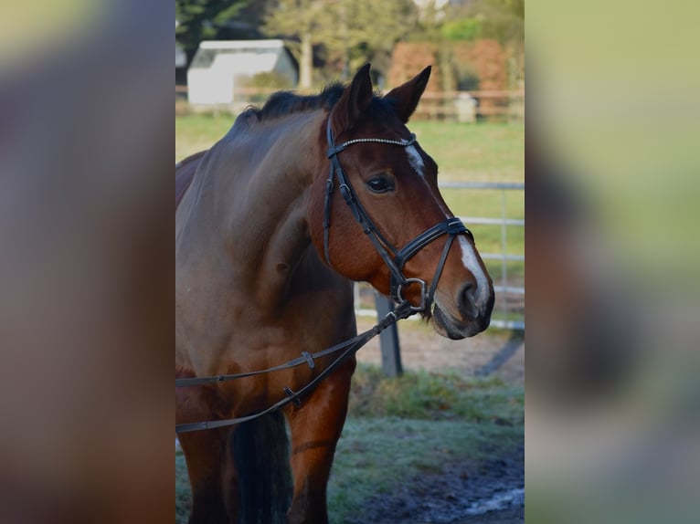 Oldenburger Stute 12 Jahre 168 cm Brauner in Osnabr&#xFC;ck