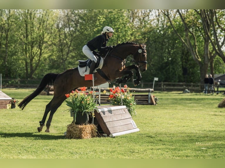 Oldenburger Stute 12 Jahre 168 cm Dunkelbrauner in Ihlow