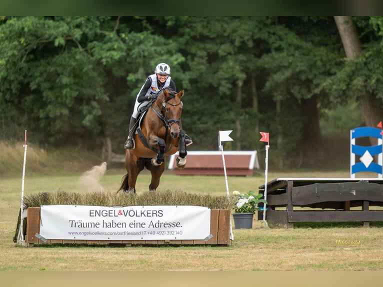 Oldenburger Stute 12 Jahre 168 cm Dunkelbrauner in Ihlow