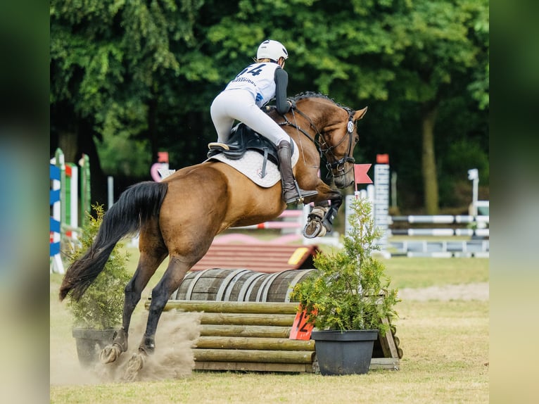 Oldenburger Stute 12 Jahre 168 cm Dunkelbrauner in Ihlow