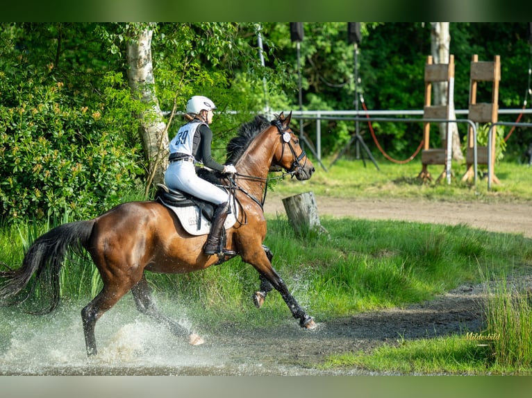 Oldenburger Stute 12 Jahre 168 cm Dunkelbrauner in Ihlow