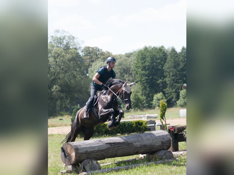 Oldenburger Stute 12 Jahre 168 cm Dunkelbrauner in Groitzsch