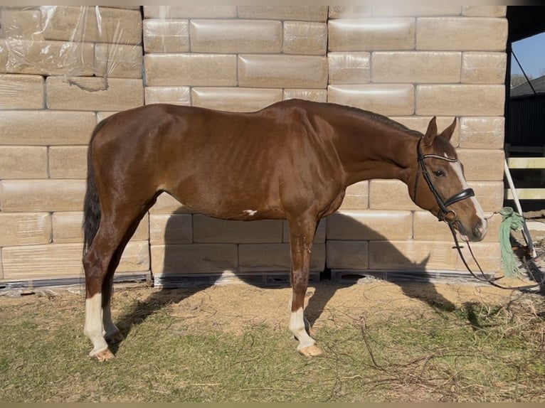 Oldenburger Stute 12 Jahre 168 cm Fuchs in GROTE-BROGEL