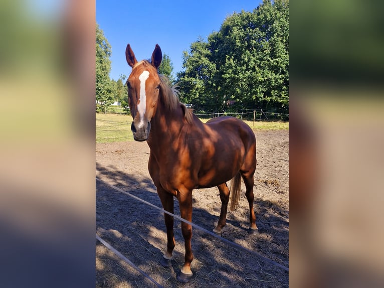 Oldenburger Stute 12 Jahre 168 cm Fuchs in Westoverledingen