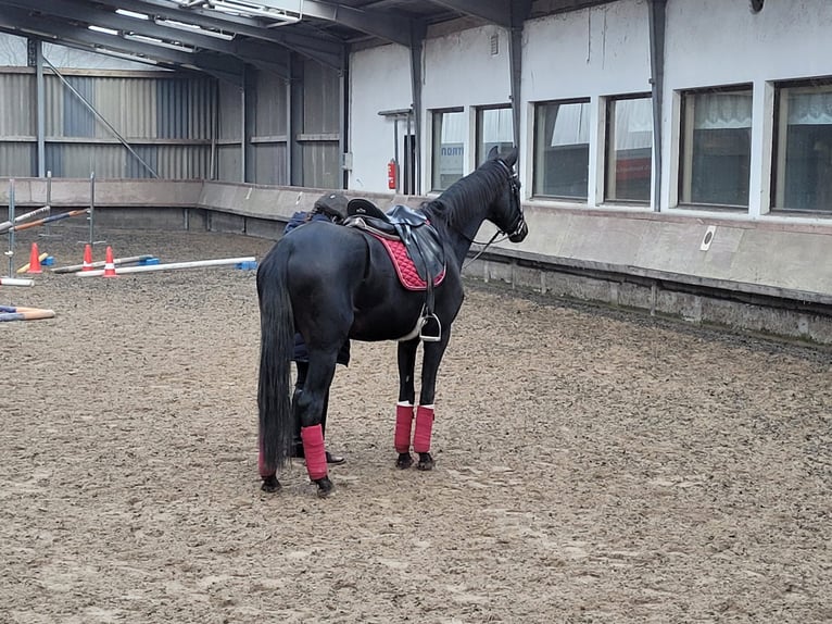 Oldenburger Stute 12 Jahre 168 cm Schwarzbrauner in Malsch