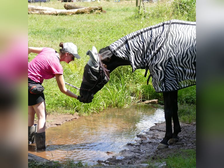Oldenburger Stute 12 Jahre 168 cm Schwarzbrauner in Malsch