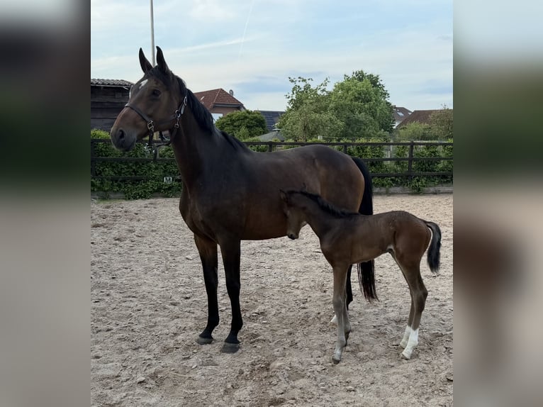Oldenburger Stute 12 Jahre 169 cm Brauner in Bröckel