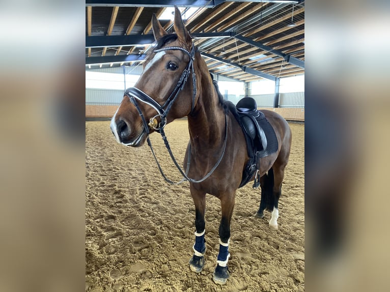 Oldenburger Stute 12 Jahre 169 cm Brauner in Singen