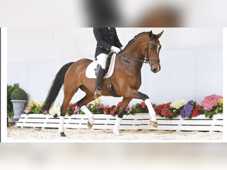 Oldenburger Stute 12 Jahre 169 cm Brauner in Singen
