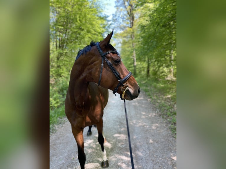 Oldenburger Stute 12 Jahre 169 cm Brauner in Singen