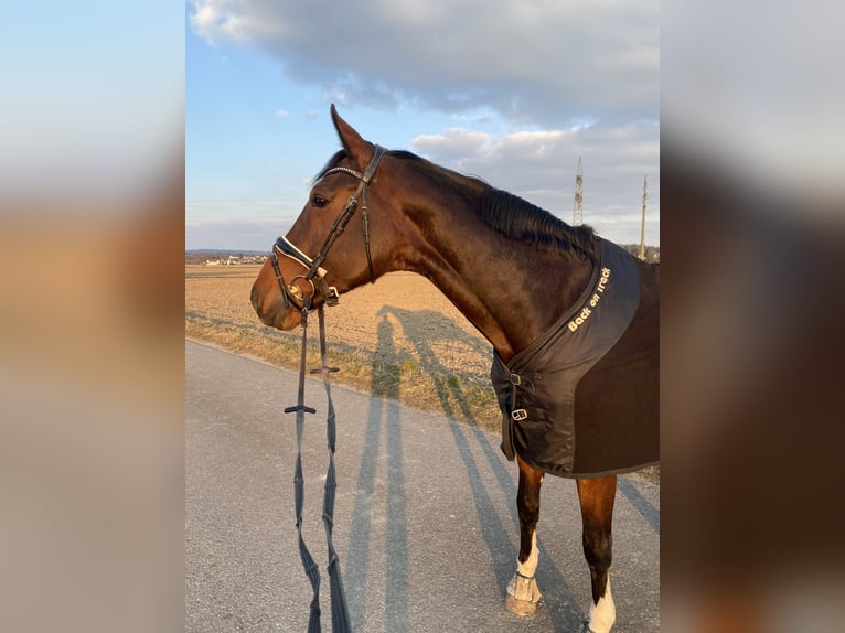 Oldenburger Stute 12 Jahre 169 cm Brauner in Singen