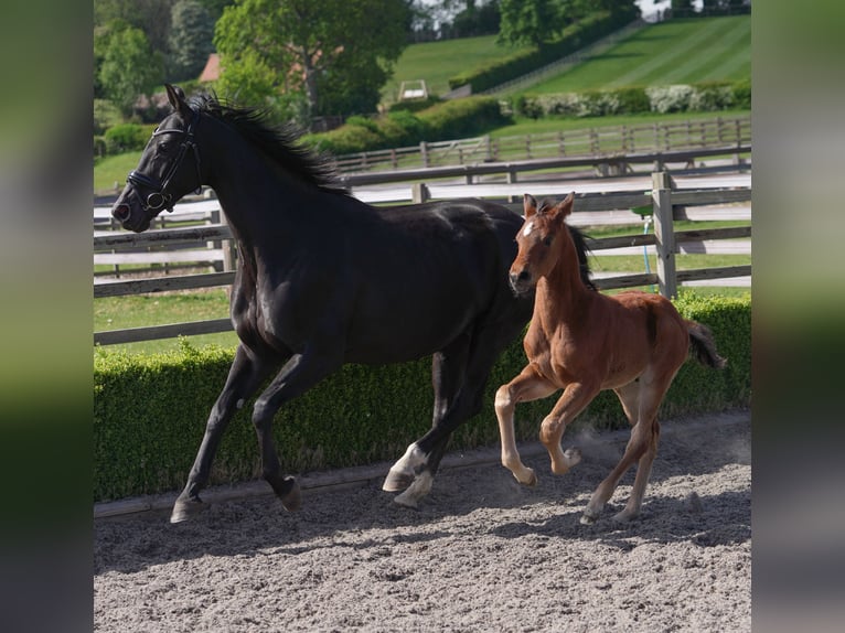 Oldenburger Stute 12 Jahre 169 cm Rappe in yorkshire