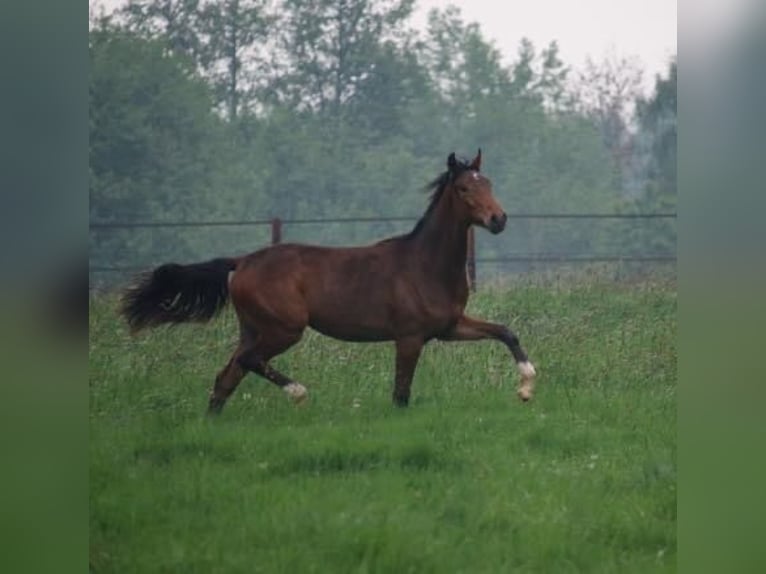 Oldenburger Stute 12 Jahre 170 cm Brauner in Vechta
