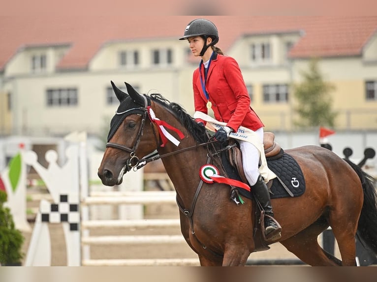 Oldenburger Stute 12 Jahre 170 cm Brauner in Békéscsaba
