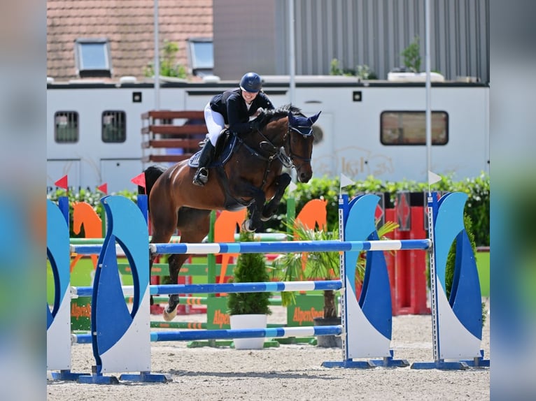 Oldenburger Stute 12 Jahre 170 cm Rotbrauner in Balatonkenese