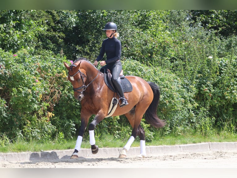 Oldenburger Stute 12 Jahre 171 cm Brauner in Neu Duvenstedt