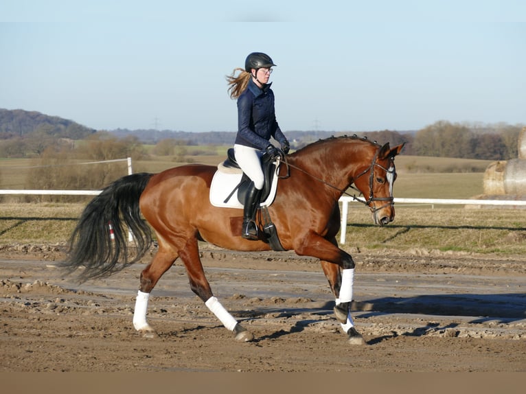 Oldenburger Stute 12 Jahre 172 cm Brauner in Ganschow