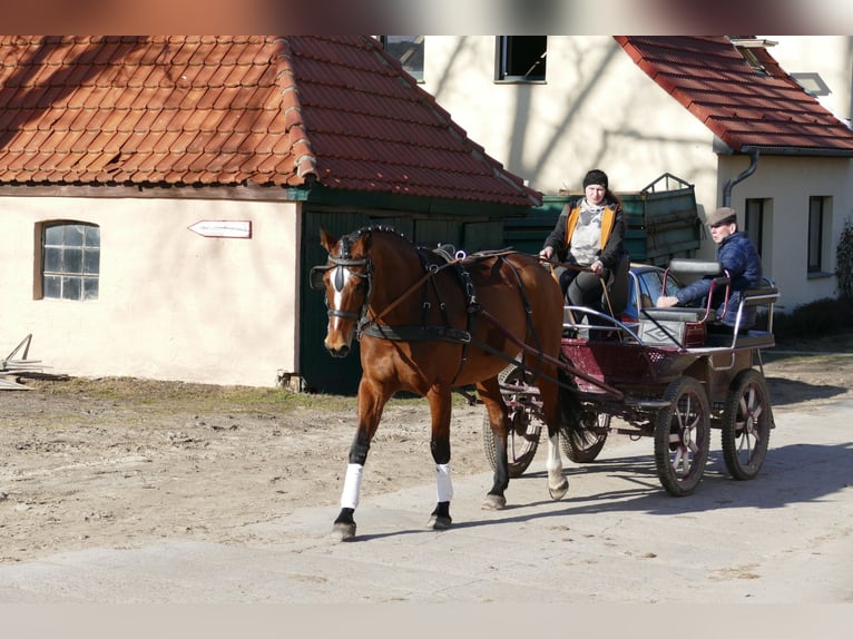 Oldenburger Stute 12 Jahre 172 cm Brauner in Ganschow