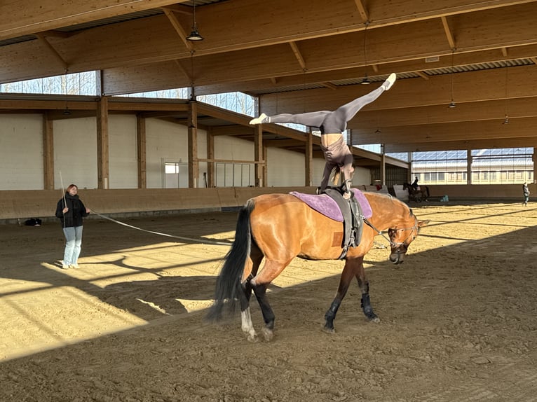 Oldenburger Stute 12 Jahre 172 cm Brauner in Ganschow