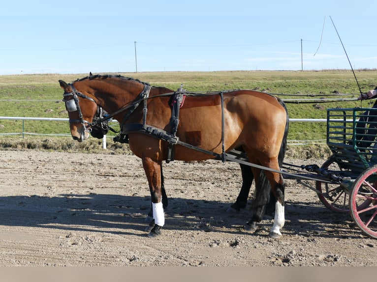 Oldenburger Stute 12 Jahre 172 cm Brauner in Ganschow